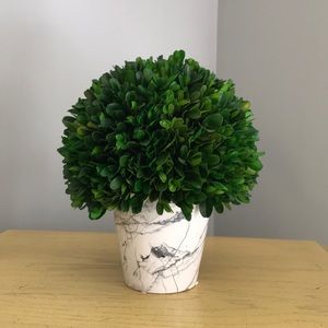 Cute green plant for decoration!